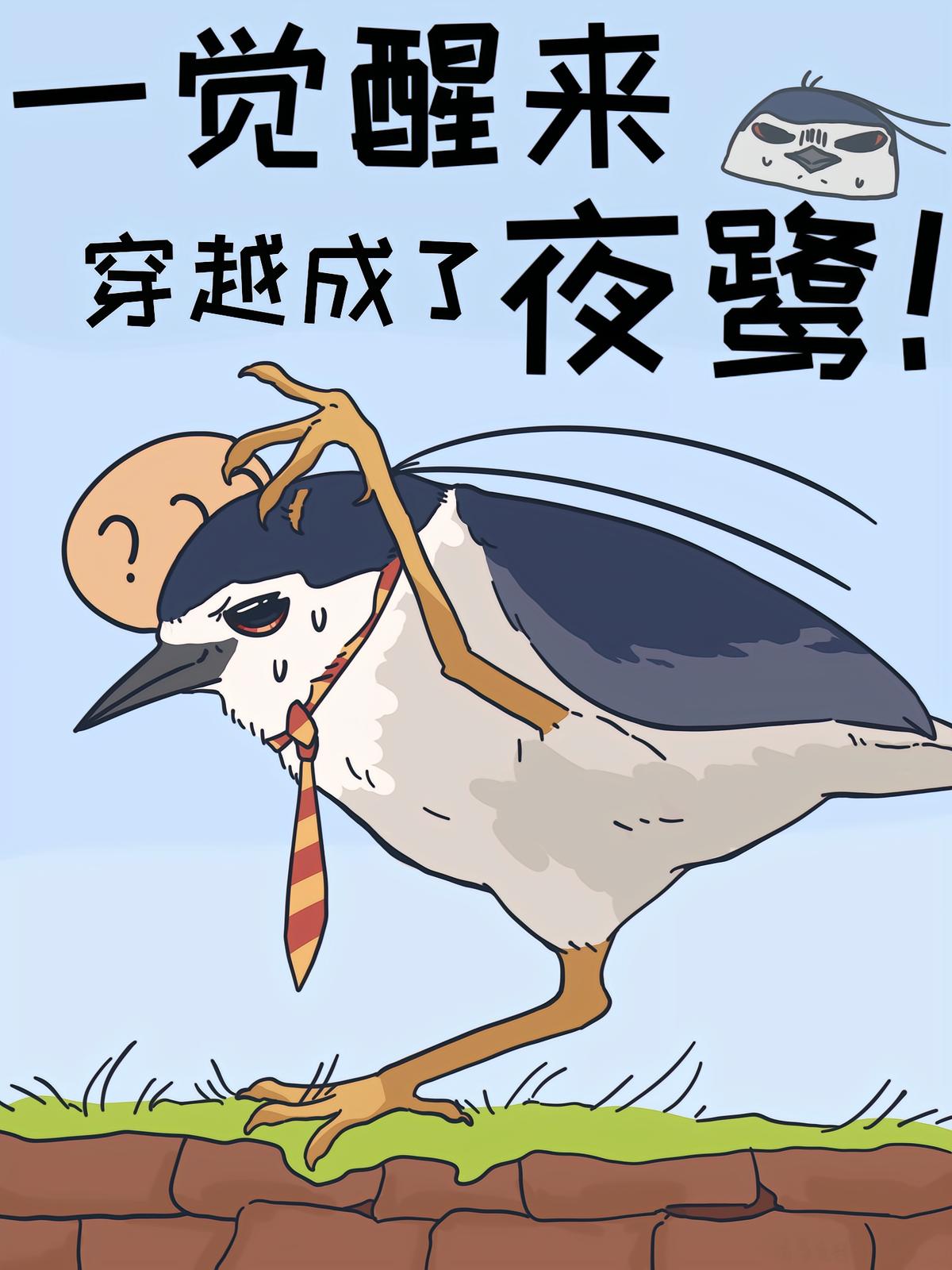 一覺醒來，穿越成了夜鷺